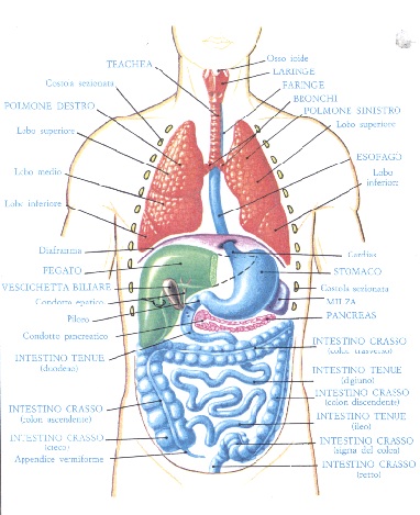 Foto interno del corpo umano gli organi