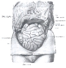 Intestini